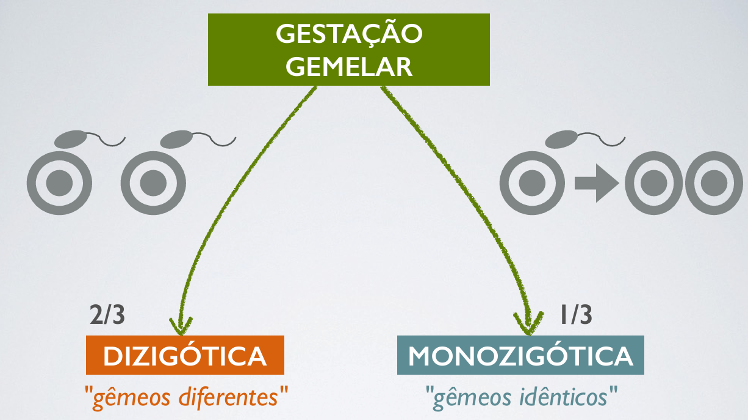 gemelaridade